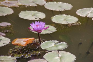 <p>Lily pads in the pond</p>