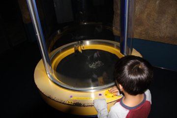 <p>Press the button to see water dancing on a vibrating rubber membrane</p>
