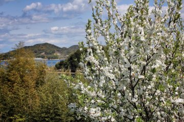 The campsite is shaded by trees and flowering shrubs