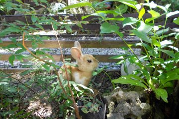 A bunny in Noah Style's back yard