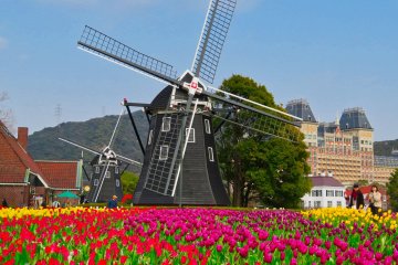 Windmills and Tulips