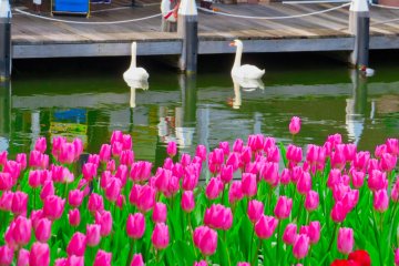 Swans and Tulips
