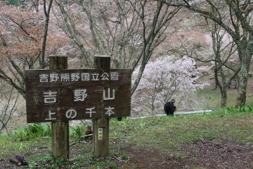 Kami Senbon