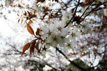 Bunga sakura yang merupakan simbol Jepang. Di Gunung Yoshino, Anda akan berkesempatan untuk melihatnya dalam beberapa minggu ke depan.