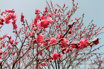 Plum blossoms in Mamurogawa Park. About 400 plum trees are planted here and usually you can enjoy both plum and cherry blossoms at the same time there. The Plum Festival is held during Golden Week every year