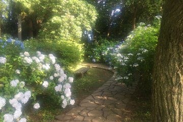 The Hydrangeas of Kurobane Castle