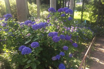 Purple Hydrangeas 