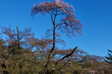 Tuft of cherry blossoms in Sayama Park