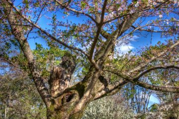 Last of the cherry blossoms