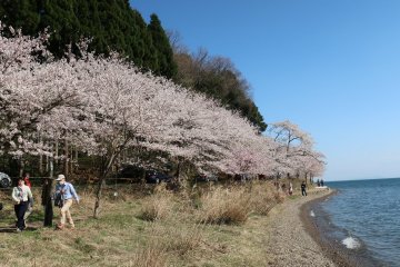 Cherry blossoms along the shore of Lake Biwa
