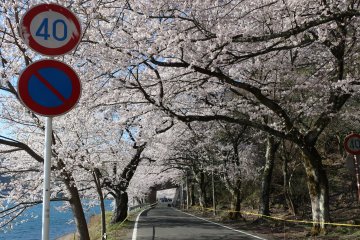 Tunnel of sakura trees