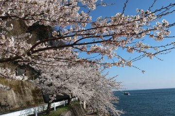 Sakura overflowing into the lake