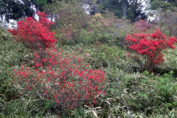 Azaleas in Rikugien