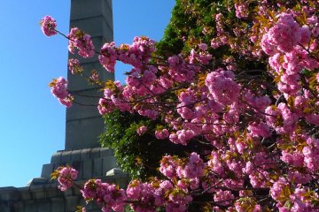 Pink cherry blossoms were still in bloom.