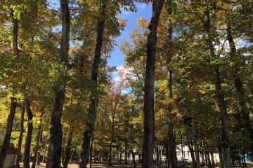 This forest makes a good place to relax