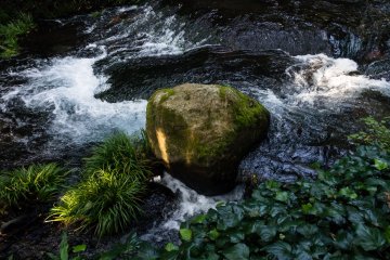 It's dark under the lush canopy, with just a few rays of sunlight getting through