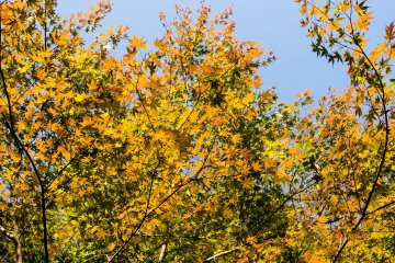 Autumn is in the air; the maple trees are starting to change color