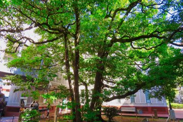 Camphor tree at the Yokohama Archives Museum