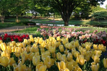 Showa Kinen Park Flower Festival