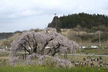 The Great ‘Waterfall’ Cherry Trees