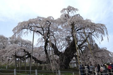 A beeline to behold the great tree and its blossoms