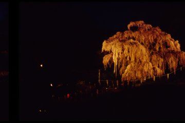 From a distance, a powerful spotlight illuminates the blossoms