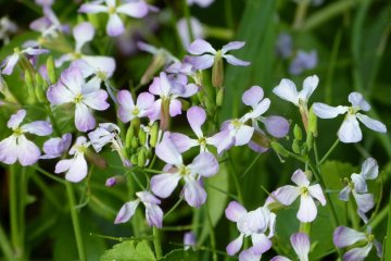 Pretty flowers on the trail