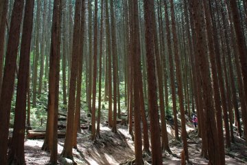 Sentier dans la montagne