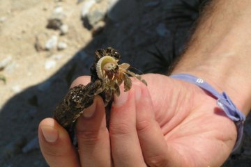Lots of cute crabs can be found here