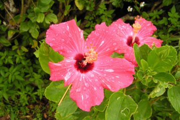 Tropical flowers can be found throughout the island