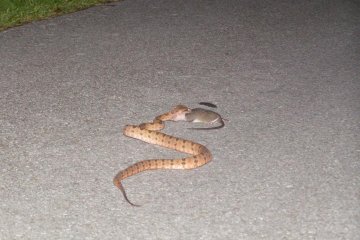There's something else you might find and you should be aware of, a venemous snake called 'habu' in Japanese. Just be careful where you go; 'habu' like to hide in high grass, woodpiles and under rocks.