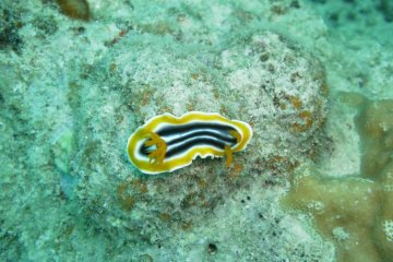 However, there are also very beautiful and harmless creatures, especially underwater, like this lovely nudibranch