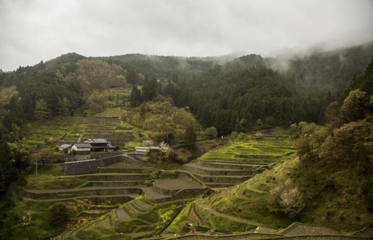 The Izumidani rice terraces surrounded by low-lying clouds