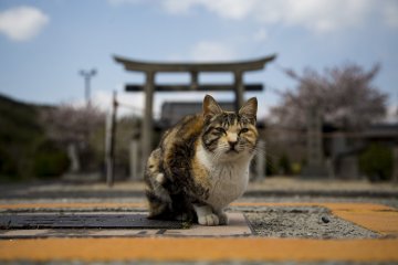 One of the many cats on Honjima