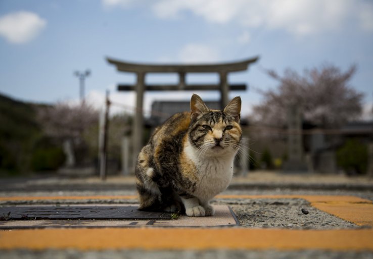 One of the many cats on Honjima