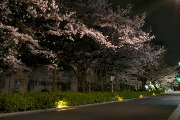 Some of the most beautiful cherry trees in Kyoto
