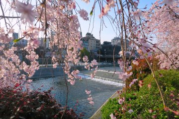 Kamogawa