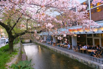 A modern-style hanami
