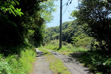 The start of the forest trail
