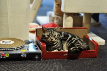 This silver tabby cat was a favourite among the visitors that day