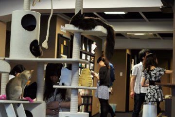 The main room on the 5th floor where you will find most of the cats.
