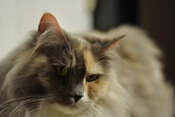 This long-haired cat I saw on the way out sitting calmly on a shelf