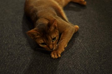 One of the younger and more playful cats at the café