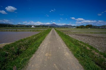 How about cycling through rice fields?