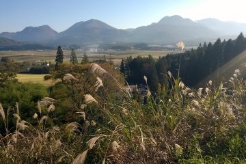 This grass, called susuki, grows in abundance on highlands throughout Aso and Kuju