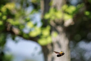 These harmless hoverflies are much in evidence, drawn by the scent of the flowers