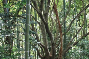 The Shimin no Mori is on a hill, and one side has old-growth forest and bamboo