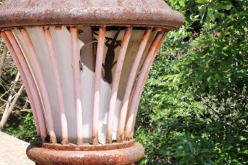 A Japanese gecko hides in a broken lamp