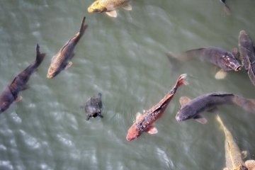There's a large central pond with koi carp and turtles