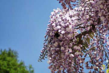 In spring, the wisteria are pretty. The bowers positively hum with insects